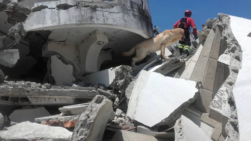 En Ecuador, el perro rescató a 7 personas de los escombros y murió por deshidratación En Ecuador, el perro rescató a 7 personas de los escombros y murió por deshidratación