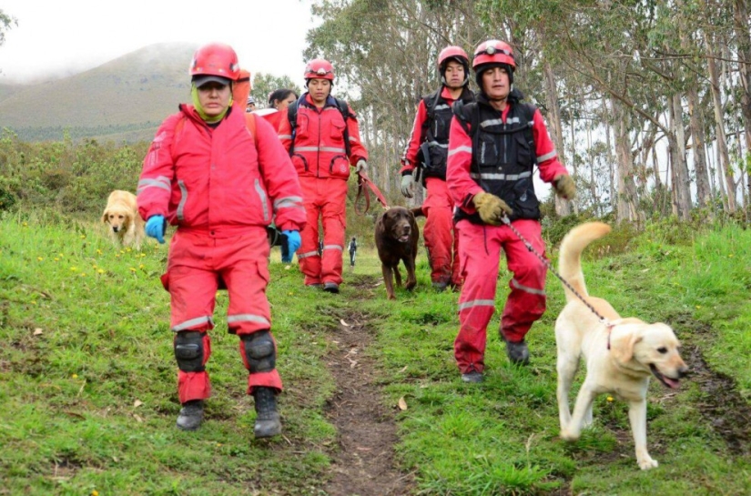 En Ecuador, el perro rescató a 7 personas de los escombros y murió por deshidratación En Ecuador, el perro rescató a 7 personas de los escombros y murió por deshidratación