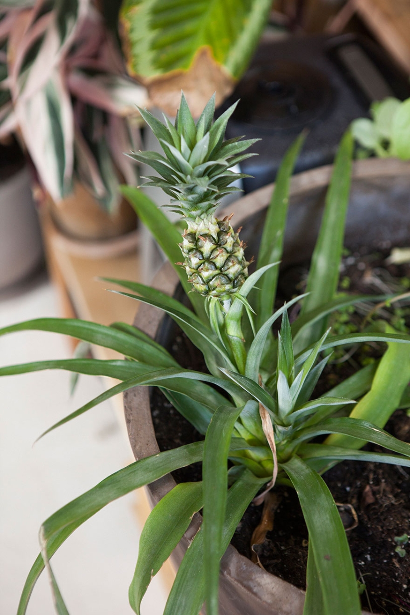 En la jungla urbana: una modelo de Nueva York cultiva más de 500 plantas en un apartamento