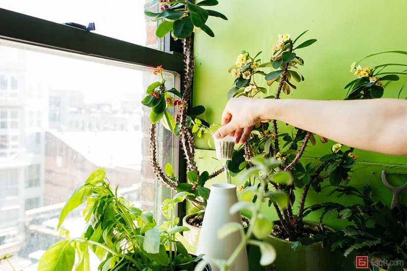 En la jungla urbana: una modelo de Nueva York cultiva más de 500 plantas en un apartamento