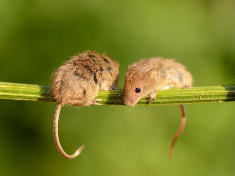En la lente-ratones bebé