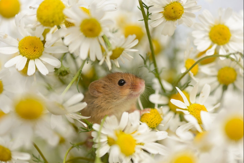 En la lente-ratones bebé