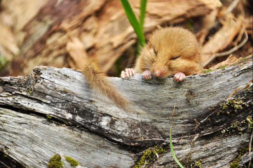 En la lente-ratones bebé