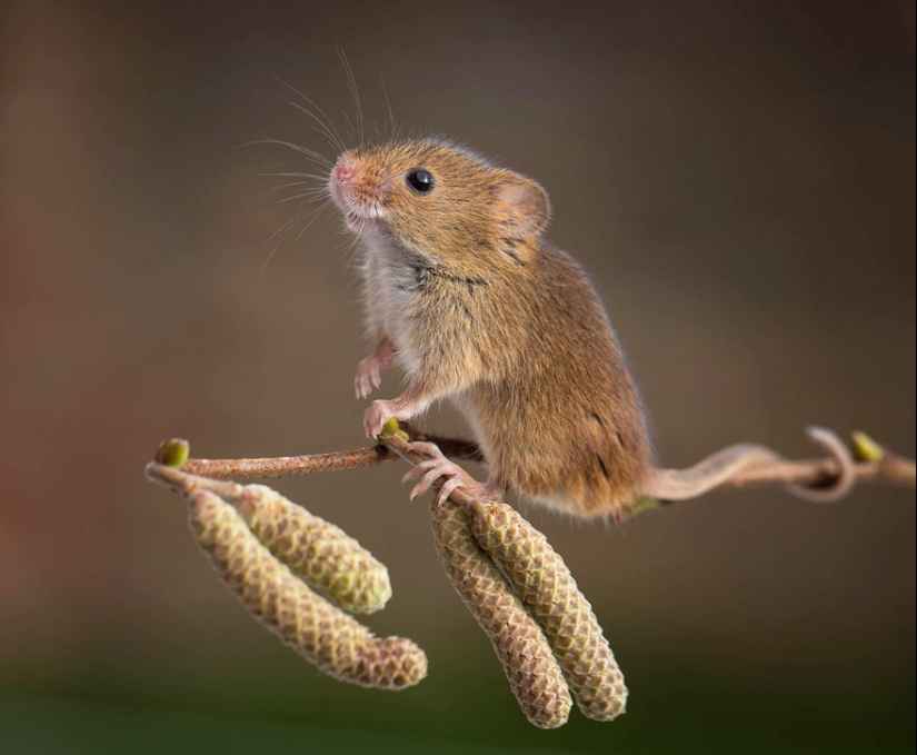 En la lente-ratones bebé