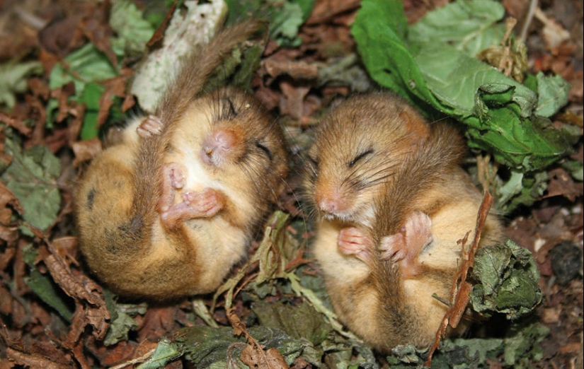 En la lente-ratones bebé
