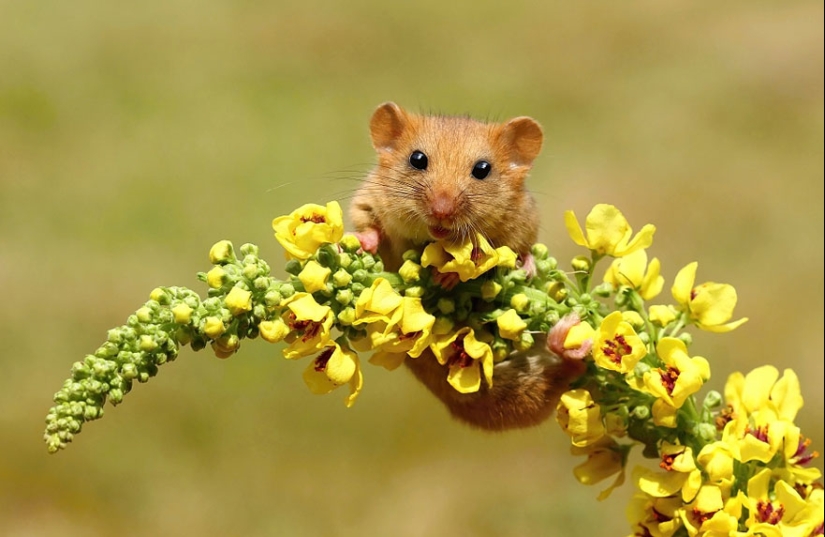 En la lente-ratones bebé