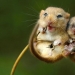 En la lente-ratones bebé En la lente-ratones bebé