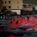 En las costas sangrientas: los feroeses vuelven a matar brutalmente a cientos de delfines En las costas sangrientas: los feroeses vuelven a matar brutalmente a cientos de delfines