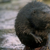 En Letonia, un castor desequilibrado atacó a traición a un transeúnte