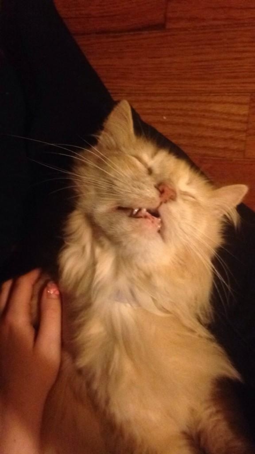 En un apagón completo: gatos muy dormidos y gatos con los bozales más estúpidos