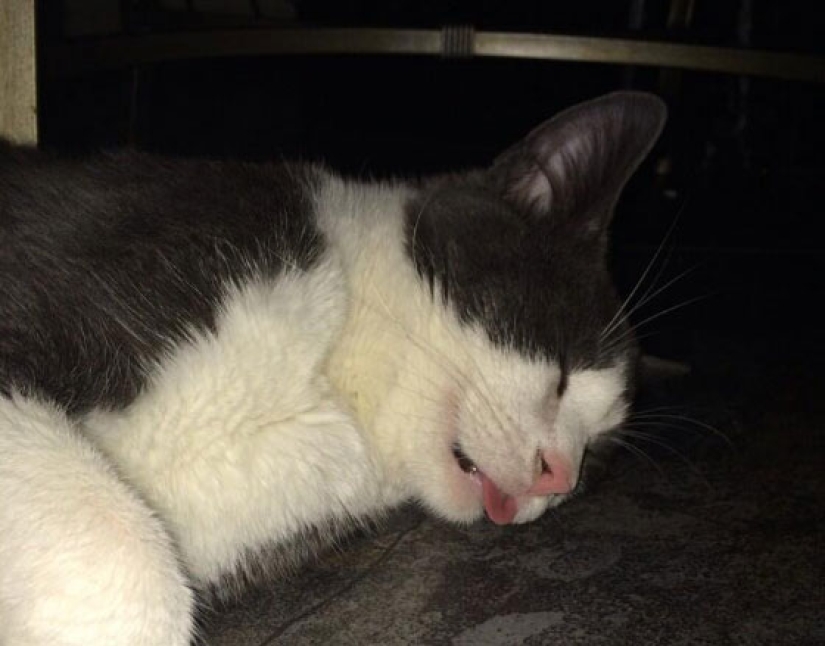 En un apagón completo: gatos muy dormidos y gatos con los bozales más estúpidos