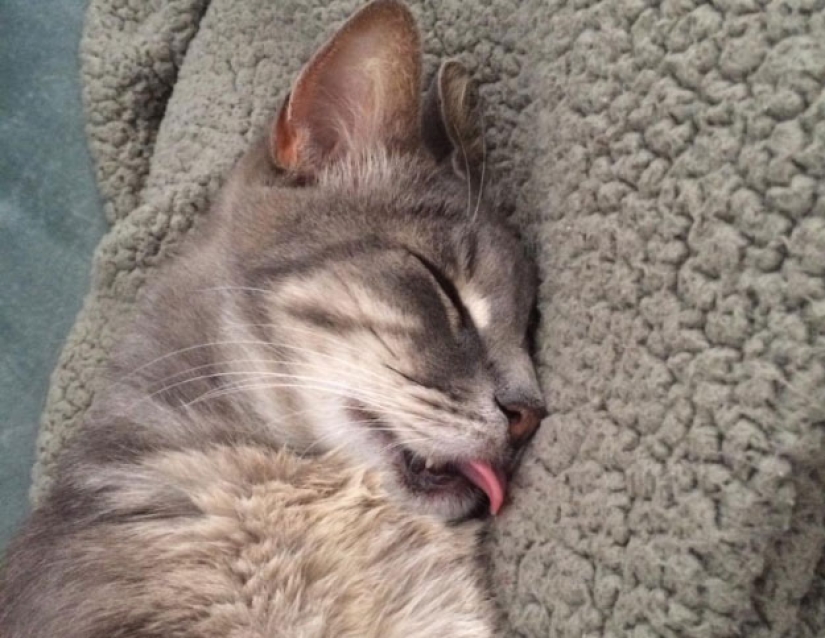 En un apagón completo: gatos muy dormidos y gatos con los bozales más estúpidos