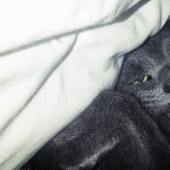 En un apagón completo: gatos muy dormidos y gatos con los bozales más estúpidos
