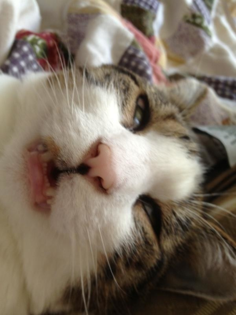 En un apagón completo: gatos muy dormidos y gatos con los bozales más estúpidos