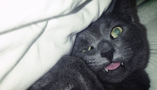 En un apagón completo: gatos muy dormidos y gatos con los bozales más estúpidos