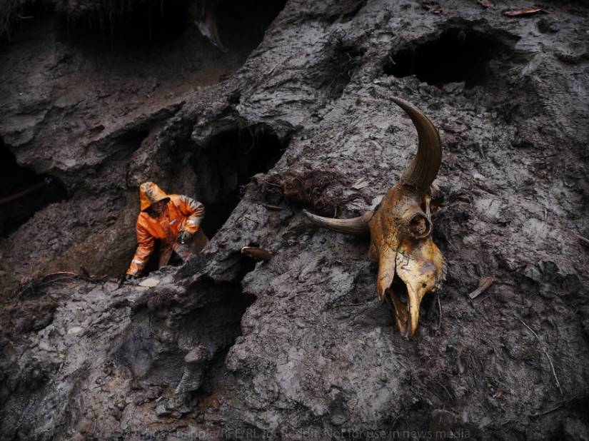 En Yakutia, una nueva " fiebre del oro—: caza de colmillos de mamut