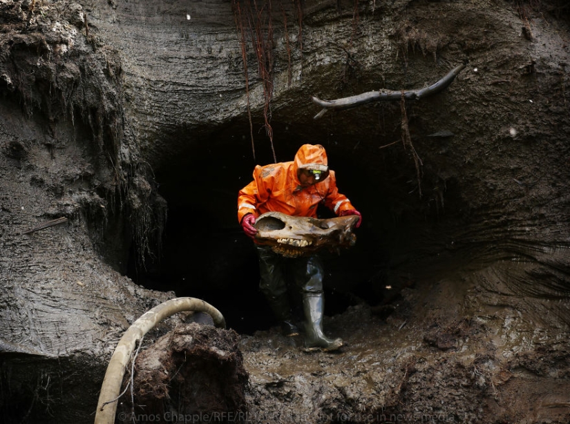 En Yakutia, una nueva " fiebre del oro—: caza de colmillos de mamut