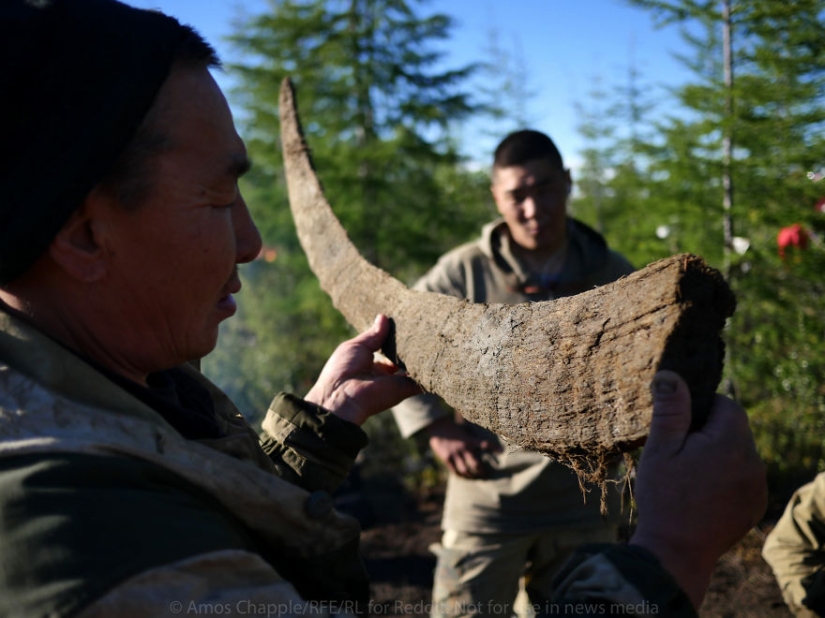 En Yakutia, una nueva " fiebre del oro—: caza de colmillos de mamut