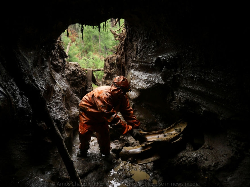 En Yakutia, una nueva " fiebre del oro—: caza de colmillos de mamut