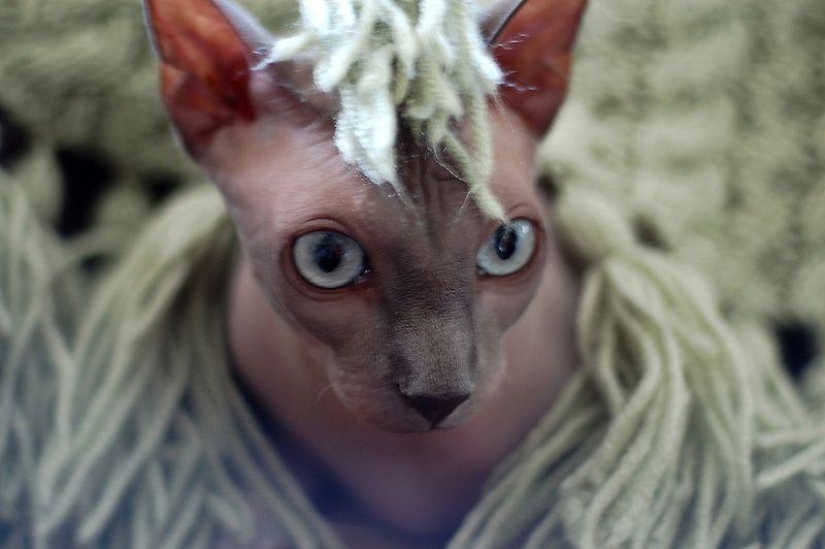 Encantadores gatos Sphynx Encantadores gatos Sphynx