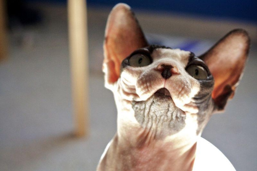 Encantadores gatos Sphynx Encantadores gatos Sphynx