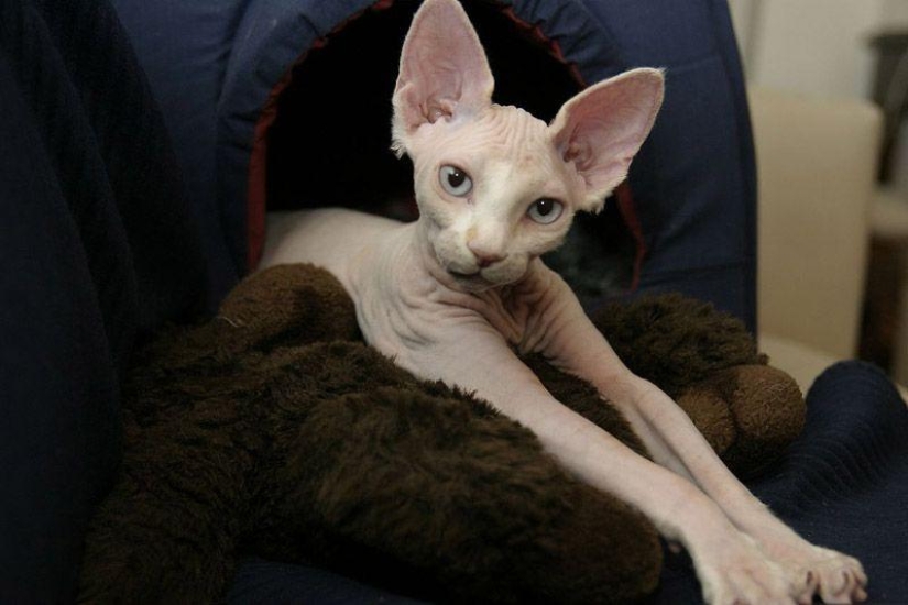 Encantadores gatos Sphynx Encantadores gatos Sphynx