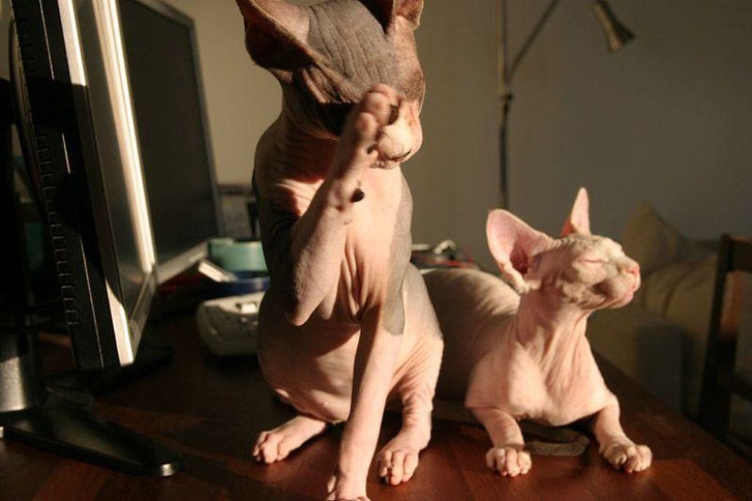 Encantadores gatos Sphynx Encantadores gatos Sphynx