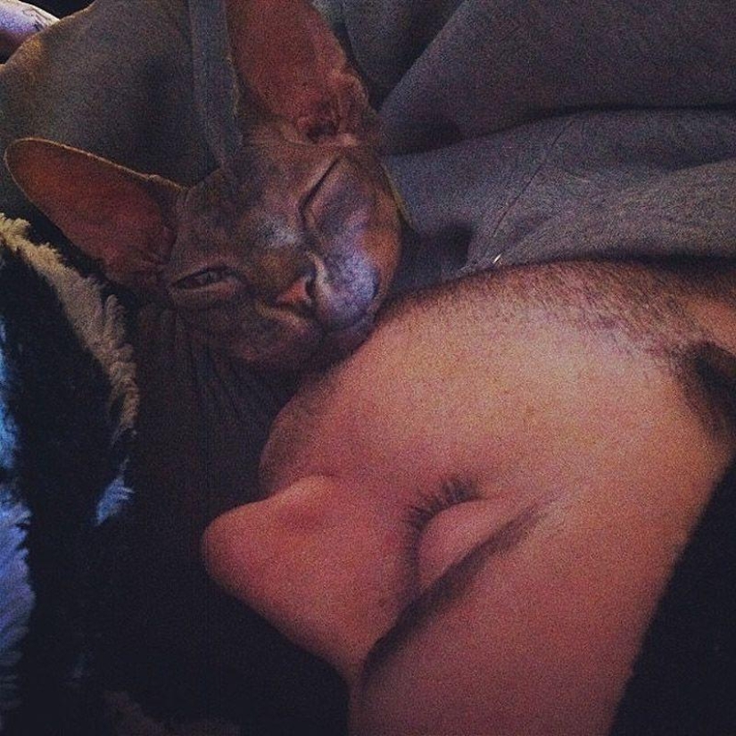 Encantadores gatos Sphynx Encantadores gatos Sphynx