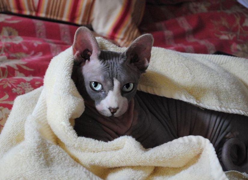 Encantadores gatos Sphynx Encantadores gatos Sphynx