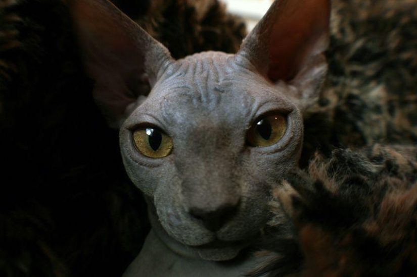 Encantadores gatos Sphynx Encantadores gatos Sphynx