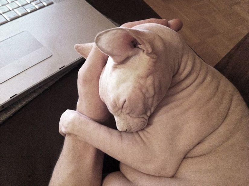 Encantadores gatos Sphynx Encantadores gatos Sphynx