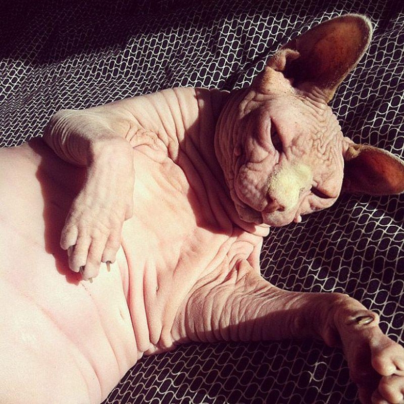 Encantadores gatos Sphynx Encantadores gatos Sphynx