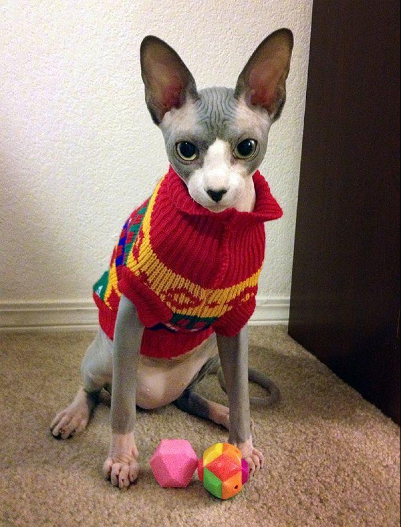 Encantadores gatos Sphynx Encantadores gatos Sphynx
