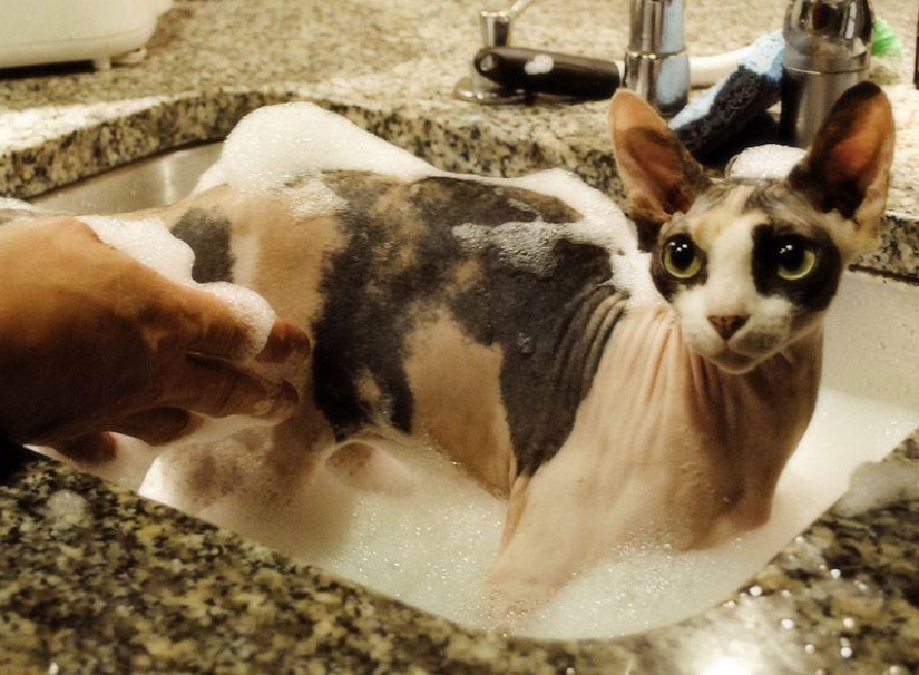 Encantadores gatos Sphynx Encantadores gatos Sphynx
