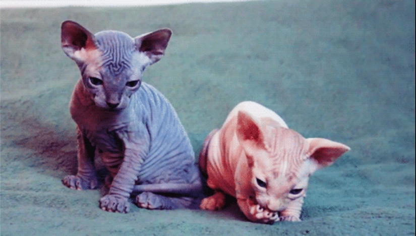 Encantadores gatos Sphynx Encantadores gatos Sphynx