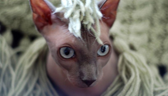 Encantadores gatos Sphynx