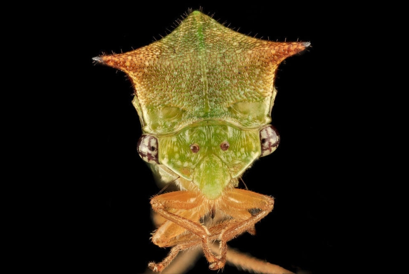 encantadores insectos