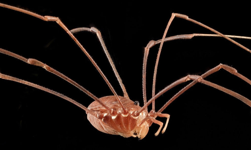 encantadores insectos