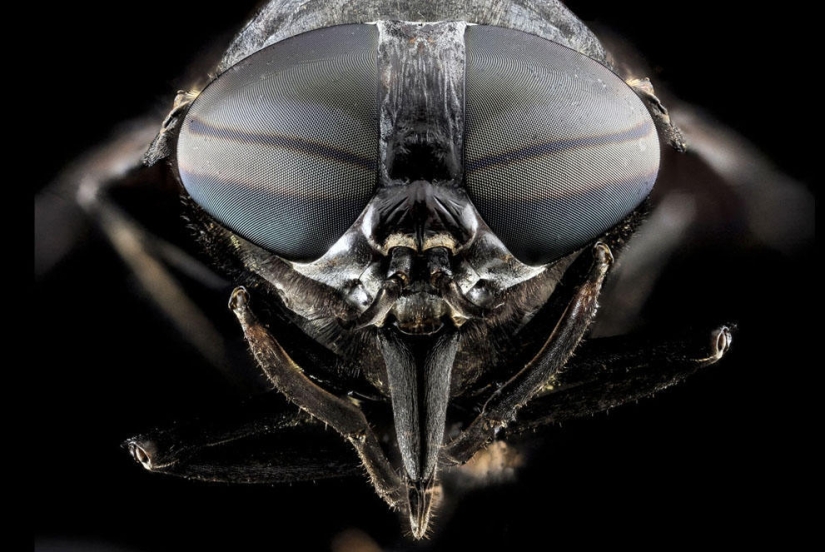 encantadores insectos