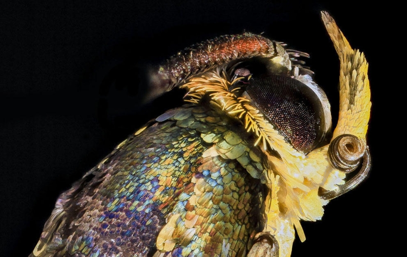 encantadores insectos