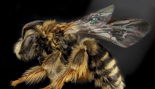 encantadores insectos