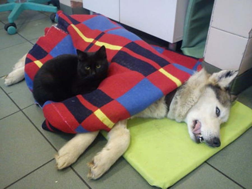 Enfermera con cola: gato rescatado ahora cuida de animales enfermos del refugio