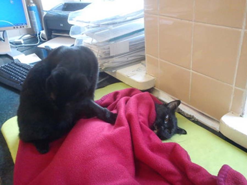 Enfermera con cola: gato rescatado ahora cuida de animales enfermos del refugio