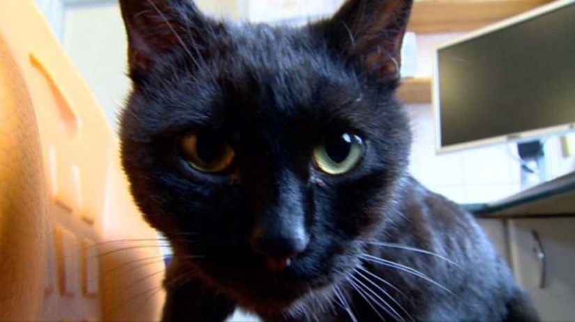 Enfermera con cola: gato rescatado ahora cuida de animales enfermos del refugio