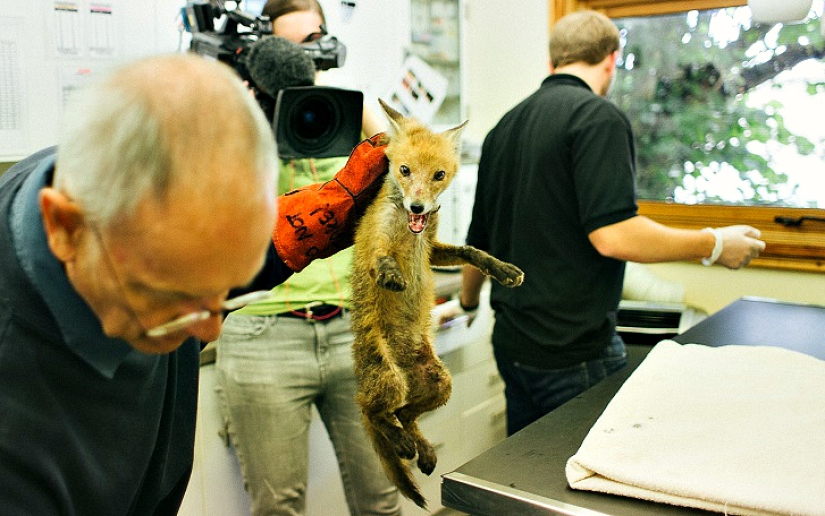 Epic Fox Rescue Epic Fox Rescue