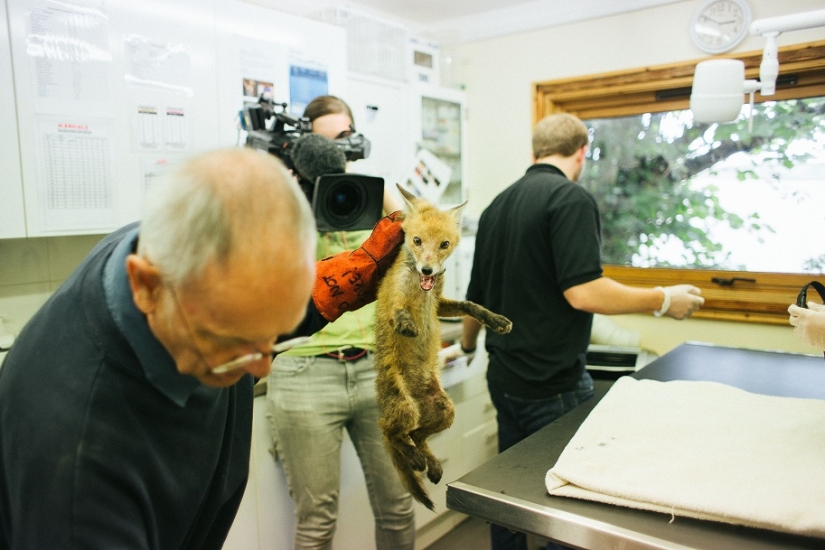 Epic Fox Rescue Epic Fox Rescue