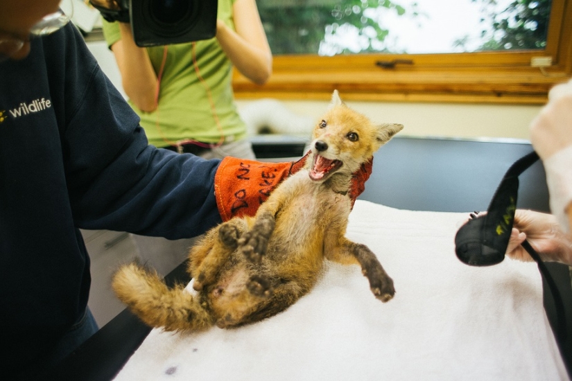 Epic Fox Rescue Epic Fox Rescue