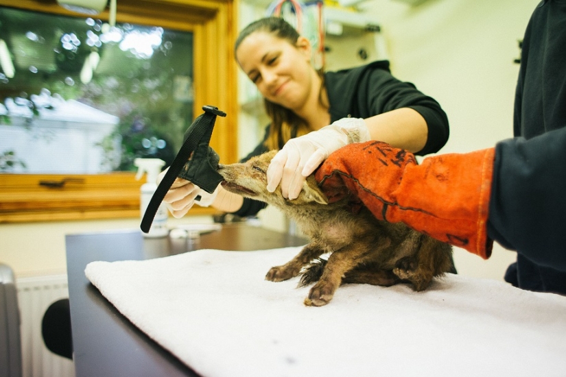 Epic Fox Rescue Epic Fox Rescue