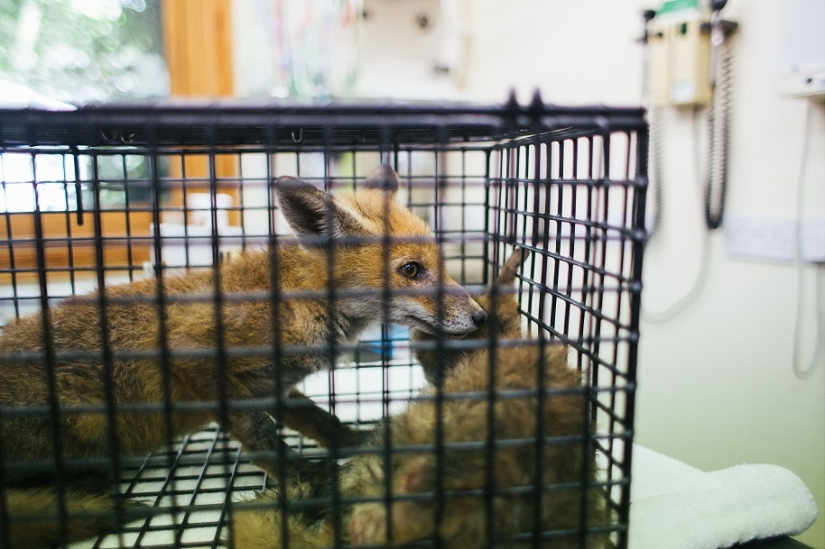 Epic Fox Rescue Epic Fox Rescue