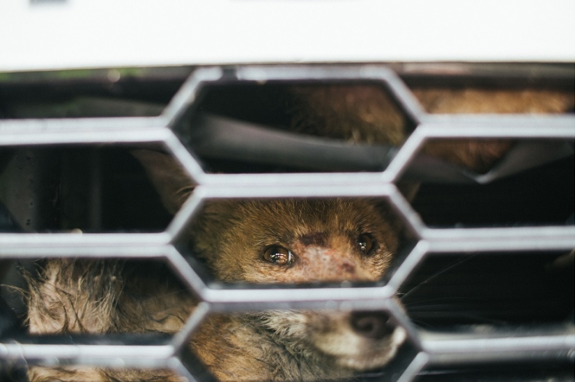Epic Fox Rescue Epic Fox Rescue